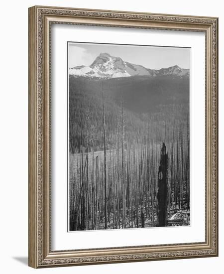 Pine Trees Snow Covered Mts In Bkgd "Burned Area Glacier National Park" Montana 1933-1942-Ansel Adams-Framed Art Print