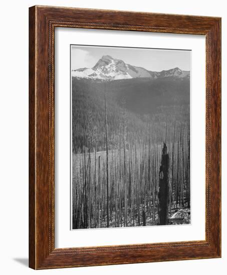 Pine Trees Snow Covered Mts In Bkgd "Burned Area Glacier National Park" Montana 1933-1942-Ansel Adams-Framed Art Print