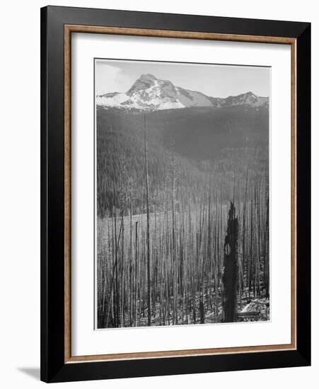 Pine Trees Snow Covered Mts In Bkgd "Burned Area Glacier National Park" Montana 1933-1942-Ansel Adams-Framed Art Print