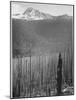 Pine Trees Snow Covered Mts In Bkgd "Burned Area Glacier National Park" Montana 1933-1942-Ansel Adams-Mounted Art Print