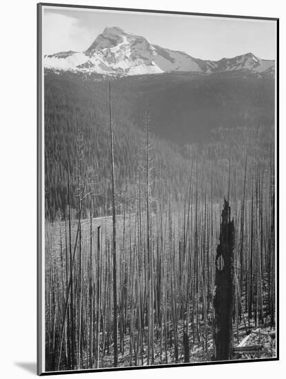 Pine Trees Snow Covered Mts In Bkgd "Burned Area Glacier National Park" Montana 1933-1942-Ansel Adams-Mounted Art Print