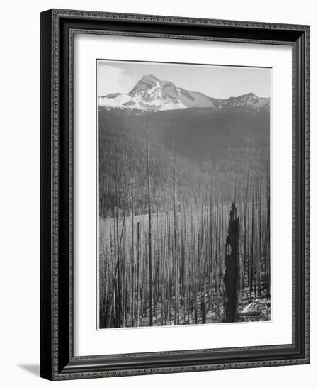 Pine Trees Snow Covered Mts In Bkgd "Burned Area Glacier National Park" Montana 1933-1942-Ansel Adams-Framed Art Print