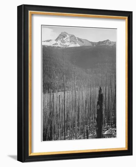Pine Trees Snow Covered Mts In Bkgd "Burned Area Glacier National Park" Montana 1933-1942-Ansel Adams-Framed Art Print