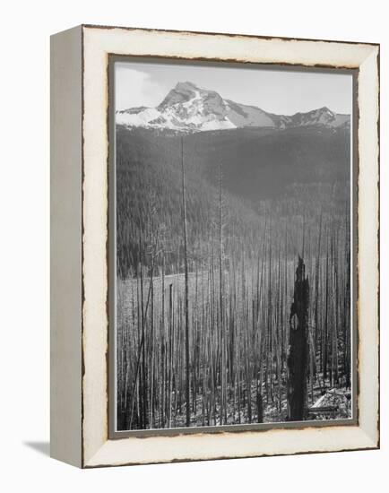 Pine Trees Snow Covered Mts In Bkgd "Burned Area Glacier National Park" Montana 1933-1942-Ansel Adams-Framed Stretched Canvas