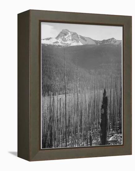 Pine Trees Snow Covered Mts In Bkgd "Burned Area Glacier National Park" Montana 1933-1942-Ansel Adams-Framed Stretched Canvas