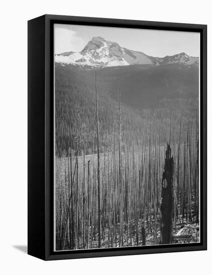 Pine Trees Snow Covered Mts In Bkgd "Burned Area Glacier National Park" Montana 1933-1942-Ansel Adams-Framed Stretched Canvas