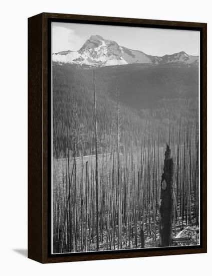 Pine Trees Snow Covered Mts In Bkgd "Burned Area Glacier National Park" Montana 1933-1942-Ansel Adams-Framed Stretched Canvas