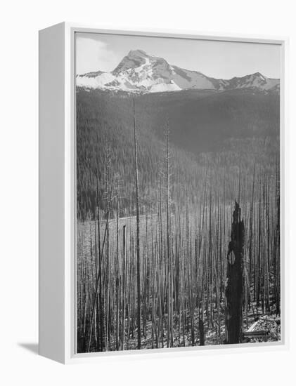 Pine Trees Snow Covered Mts In Bkgd "Burned Area Glacier National Park" Montana 1933-1942-Ansel Adams-Framed Stretched Canvas