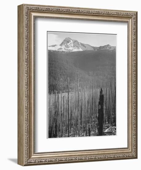 Pine Trees Snow Covered Mts In Bkgd "Burned Area Glacier National Park" Montana 1933-1942-Ansel Adams-Framed Premium Giclee Print