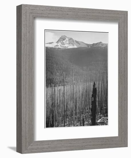 Pine Trees Snow Covered Mts In Bkgd "Burned Area Glacier National Park" Montana 1933-1942-Ansel Adams-Framed Premium Giclee Print