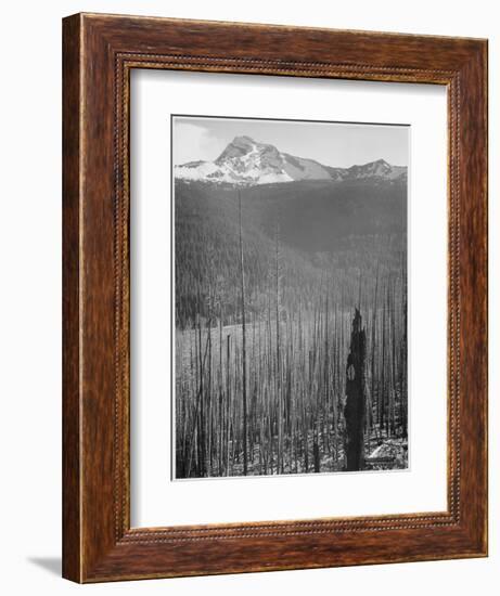 Pine Trees Snow Covered Mts In Bkgd "Burned Area Glacier National Park" Montana 1933-1942-Ansel Adams-Framed Premium Giclee Print