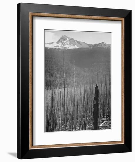 Pine Trees Snow Covered Mts In Bkgd "Burned Area Glacier National Park" Montana 1933-1942-Ansel Adams-Framed Premium Giclee Print