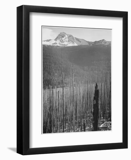 Pine Trees Snow Covered Mts In Bkgd "Burned Area Glacier National Park" Montana 1933-1942-Ansel Adams-Framed Premium Giclee Print