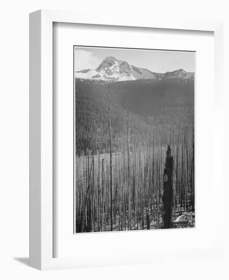 Pine Trees Snow Covered Mts In Bkgd "Burned Area Glacier National Park" Montana 1933-1942-Ansel Adams-Framed Premium Giclee Print