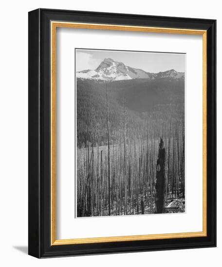 Pine Trees Snow Covered Mts In Bkgd "Burned Area Glacier National Park" Montana 1933-1942-Ansel Adams-Framed Premium Giclee Print