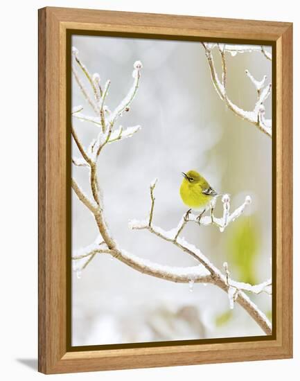 Pine Warbler Perching on Branch in Winter, Mcleansville, North Carolina, USA-Gary Carter-Framed Premier Image Canvas