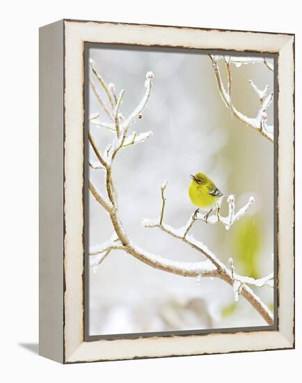 Pine Warbler Perching on Branch in Winter, Mcleansville, North Carolina, USA-Gary Carter-Framed Premier Image Canvas