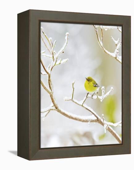 Pine Warbler Perching on Branch in Winter, Mcleansville, North Carolina, USA-Gary Carter-Framed Premier Image Canvas