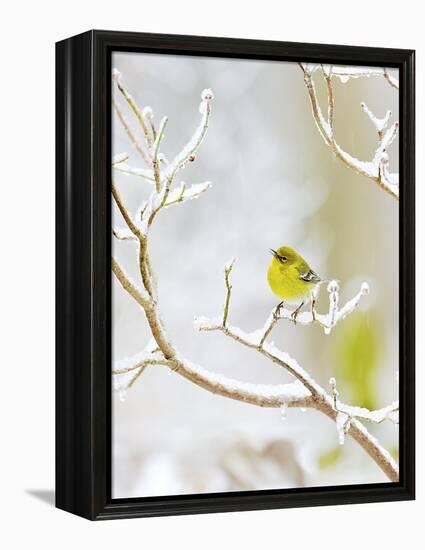 Pine Warbler Perching on Branch in Winter, Mcleansville, North Carolina, USA-Gary Carter-Framed Premier Image Canvas