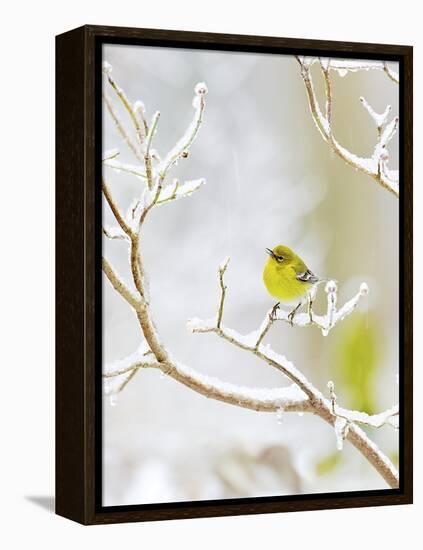 Pine Warbler Perching on Branch in Winter, Mcleansville, North Carolina, USA-Gary Carter-Framed Premier Image Canvas