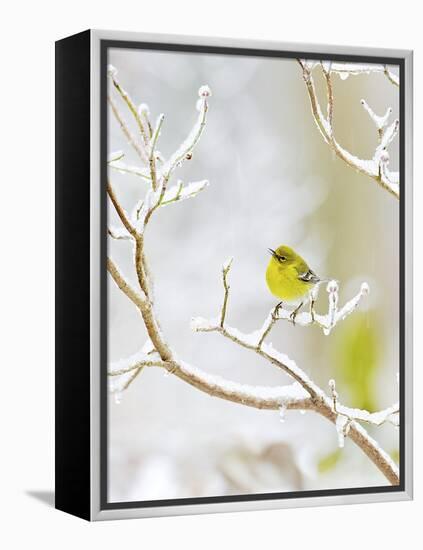 Pine Warbler Perching on Branch in Winter, Mcleansville, North Carolina, USA-Gary Carter-Framed Premier Image Canvas