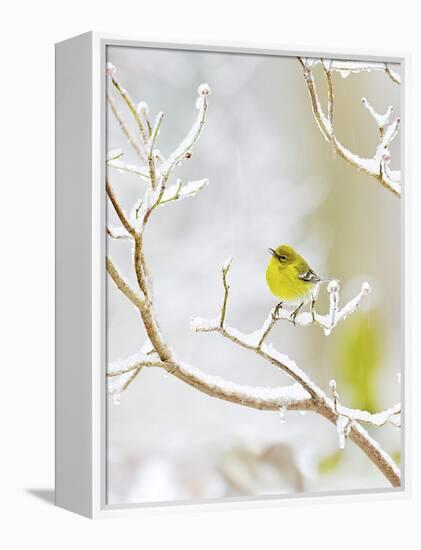 Pine Warbler Perching on Branch in Winter, Mcleansville, North Carolina, USA-Gary Carter-Framed Premier Image Canvas