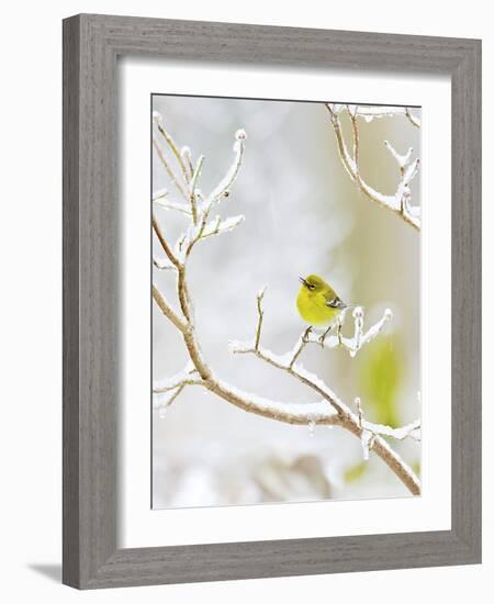 Pine Warbler Perching on Branch in Winter, Mcleansville, North Carolina, USA-Gary Carter-Framed Photographic Print