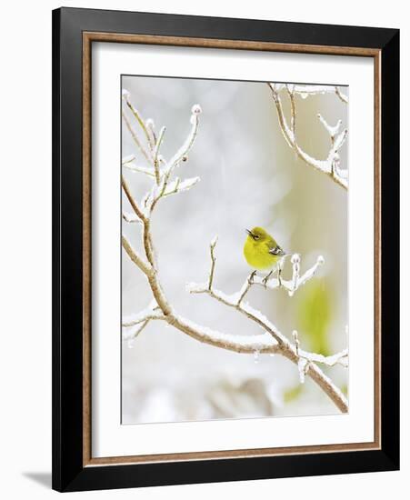 Pine Warbler Perching on Branch in Winter, Mcleansville, North Carolina, USA-Gary Carter-Framed Photographic Print