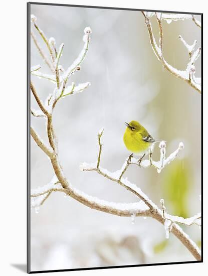 Pine Warbler Perching on Branch in Winter, Mcleansville, North Carolina, USA-Gary Carter-Mounted Photographic Print