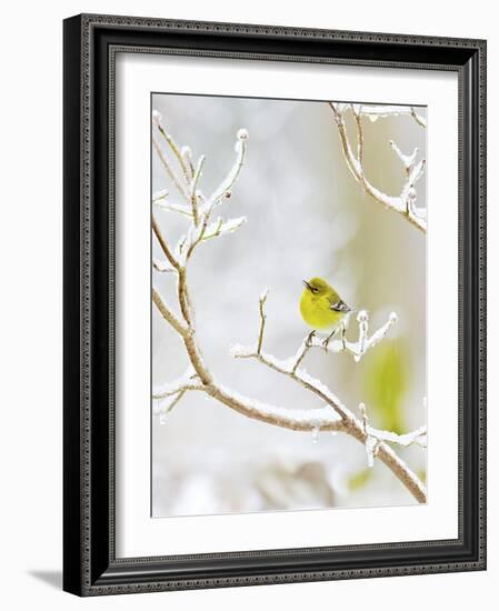 Pine Warbler Perching on Branch in Winter, Mcleansville, North Carolina, USA-Gary Carter-Framed Photographic Print