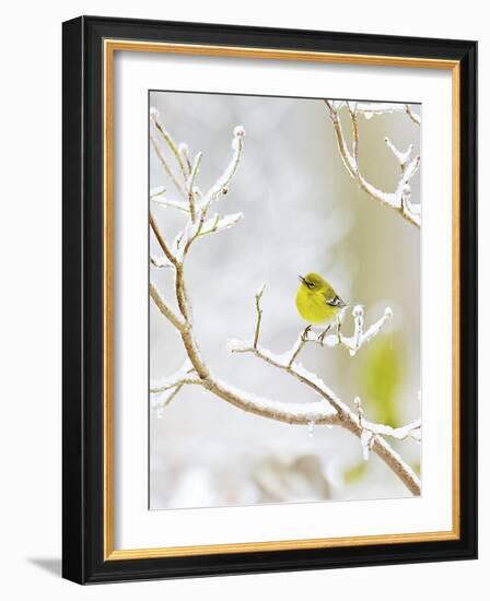 Pine Warbler Perching on Branch in Winter, Mcleansville, North Carolina, USA-Gary Carter-Framed Photographic Print