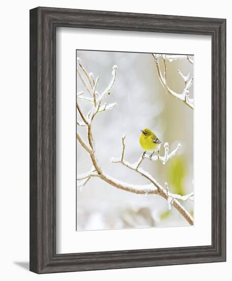 Pine Warbler Perching on Branch in Winter, Mcleansville, North Carolina, USA-Gary Carter-Framed Photographic Print