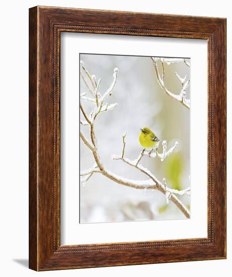 Pine Warbler Perching on Branch in Winter, Mcleansville, North Carolina, USA-Gary Carter-Framed Photographic Print