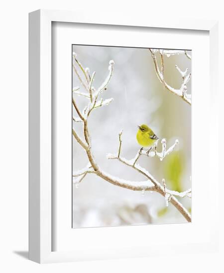 Pine Warbler Perching on Branch in Winter, Mcleansville, North Carolina, USA-Gary Carter-Framed Photographic Print