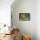 Pine Warbler-Gary Carter-Framed Premier Image Canvas displayed on a wall