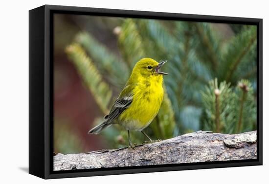 Pine Warbler-Gary Carter-Framed Premier Image Canvas