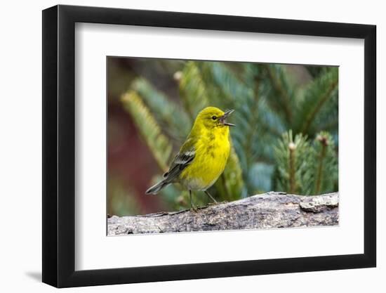 Pine Warbler-Gary Carter-Framed Photographic Print