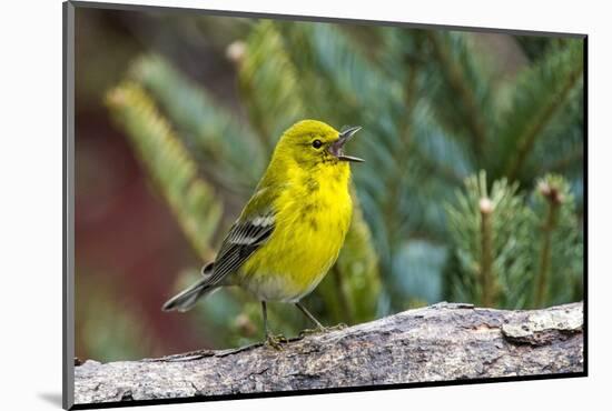 Pine Warbler-Gary Carter-Mounted Photographic Print