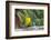 Pine Warbler-Gary Carter-Framed Photographic Print