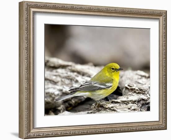 Pine Warbler-Gary Carter-Framed Photographic Print