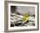 Pine Warbler-Gary Carter-Framed Photographic Print