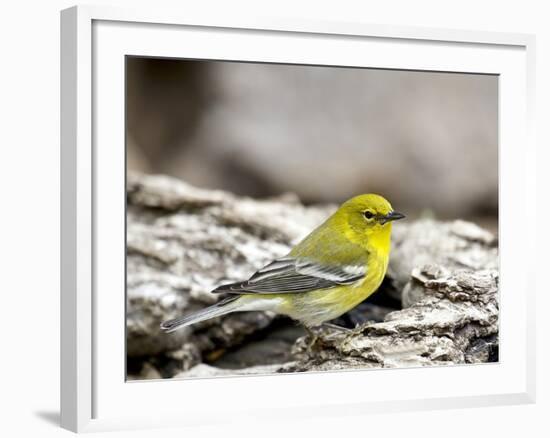 Pine Warbler-Gary Carter-Framed Photographic Print