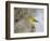 Pine Warbler-Gary Carter-Framed Photographic Print