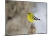 Pine Warbler-Gary Carter-Mounted Photographic Print