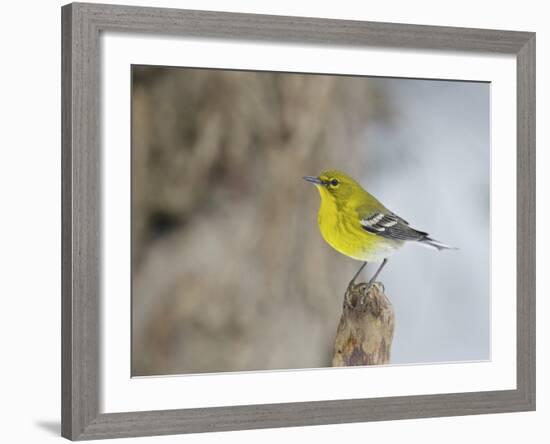 Pine Warbler-Gary Carter-Framed Photographic Print