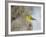 Pine Warbler-Gary Carter-Framed Photographic Print