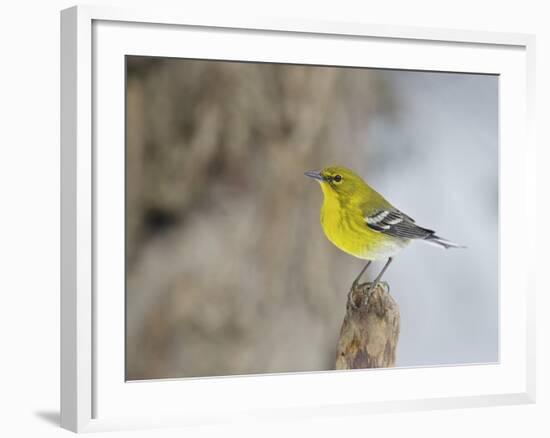 Pine Warbler-Gary Carter-Framed Photographic Print