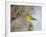 Pine Warbler-Gary Carter-Framed Photographic Print