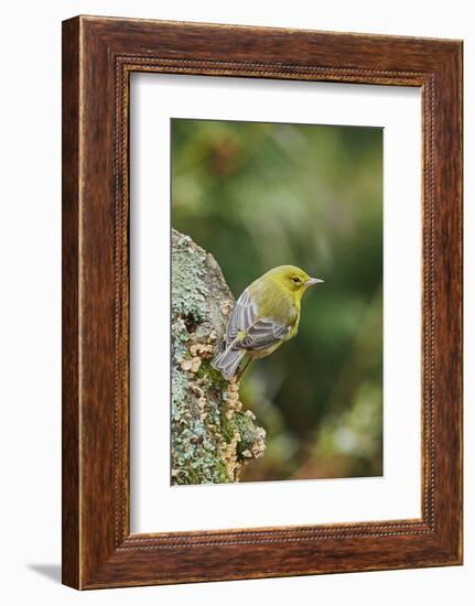Pine Warbler-Gary Carter-Framed Photographic Print