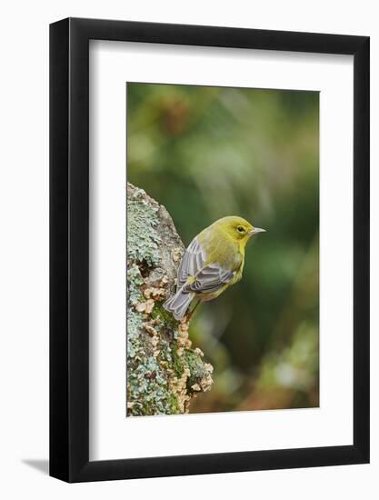 Pine Warbler-Gary Carter-Framed Photographic Print